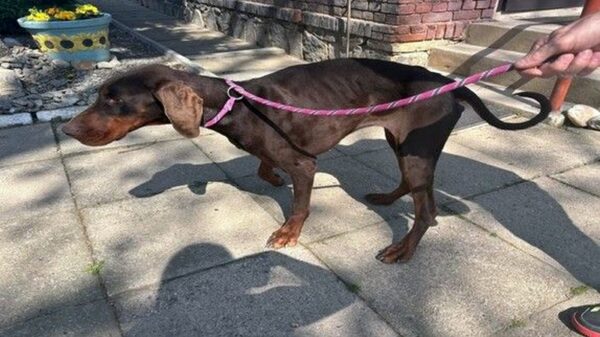 Skrajnie zaniedbany pies rasy doberman uratowany przez policję w powiecie prudnickim