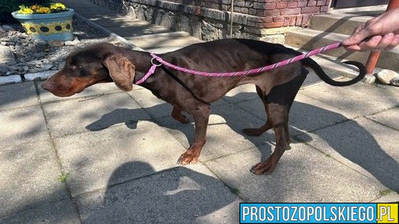Skrajnie zaniedbany pies rasy doberman uratowany przez policję w powiecie prudnickim