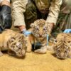 Trzy tygrysice amurskie przyszły na świat w ZOO Opole!
