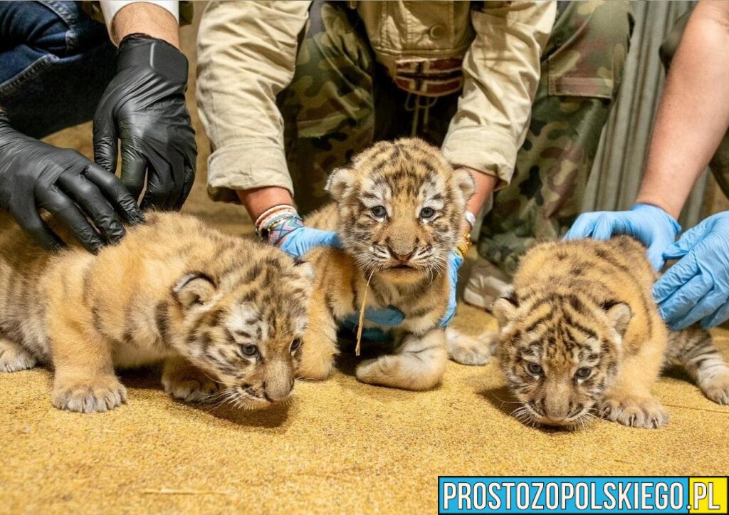 Trzy tygrysice amurskie przyszły na świat w ZOO Opole!