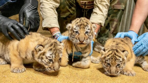 Trzy tygrysice amurskie przyszły na świat w ZOO Opole!