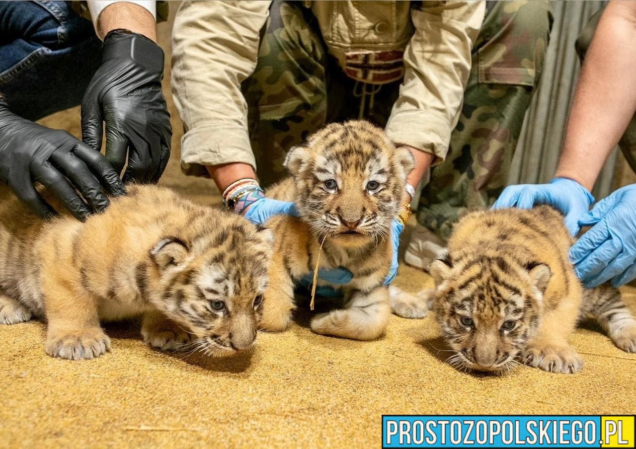 Trzy tygrysice amurskie przyszły na świat w ZOO Opole!