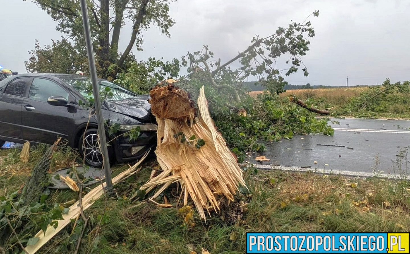 Wypadek w Ziemiełowicach na DW 454 – drzewo spadło na samochód