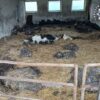 Olesno: drastyczne zaniedbania w gospodarstwie. Właściciel usłyszał zarzut znęcania się nad zwierzętami