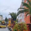 Palmy w centrum Nysy – przygotowania do zimy