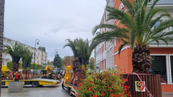 Palmy w centrum Nysy – przygotowania do zimy