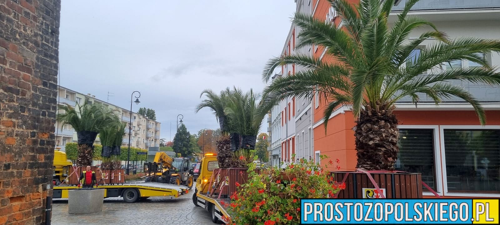 Palmy w centrum Nysy – przygotowania do zimy