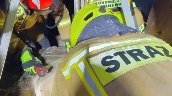 Leśnica: Strażacy uratowali kotka, który wpadł do studni w opuszczonym budynku