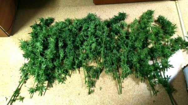 Nielegalna uprawa konopi w gminie Kietrz – policjanci zlikwidowali plantację