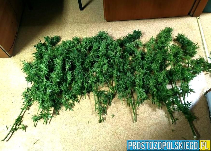 Nielegalna uprawa konopi w gminie Kietrz – policjanci zlikwidowali plantację