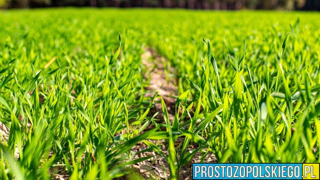 ​Jakie są najważniejsze choroby podstawy źdźbła?