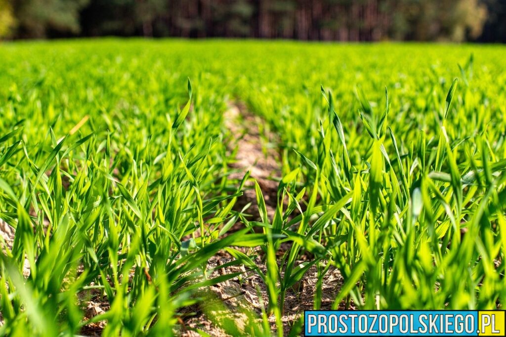 ​Jakie są najważniejsze choroby podstawy źdźbła?