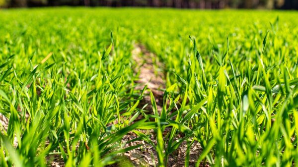 ​Jakie są najważniejsze choroby podstawy źdźbła?