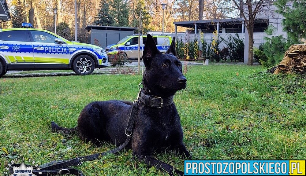Posterunkowa Lara w służbie Policji. Nowy pies patrolowo-tropiący w KPP Brzeg
