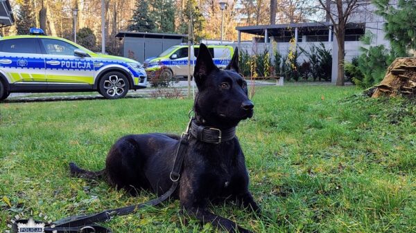 Posterunkowa Lara w służbie Policji. Nowy pies patrolowo-tropiący w KPP Brzeg