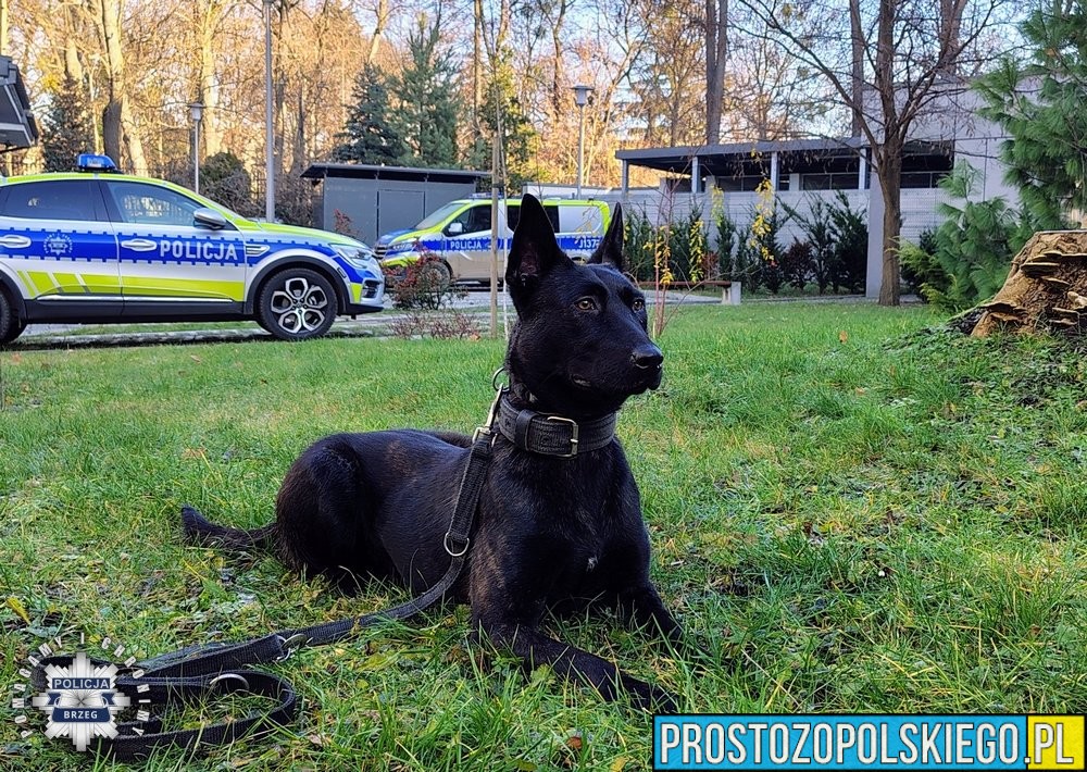 Posterunkowa Lara w służbie Policji. Nowy pies patrolowo-tropiący w KPP Brzeg