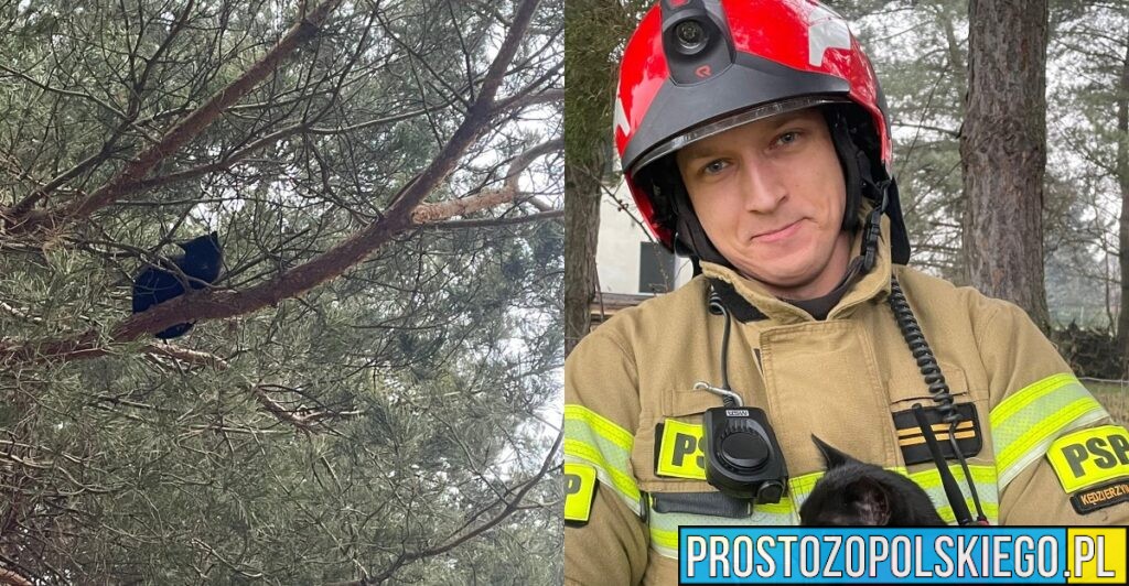 Strażacy z Kędzierzyna Koźla uratowali kota uwięzionego na drzewie. Akcja zakończona sukcesem