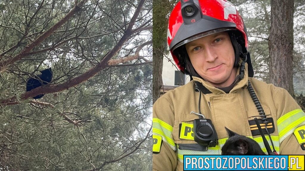 Strażacy z Kędzierzyna Koźla uratowali kota uwięzionego na drzewie. Akcja zakończona sukcesem