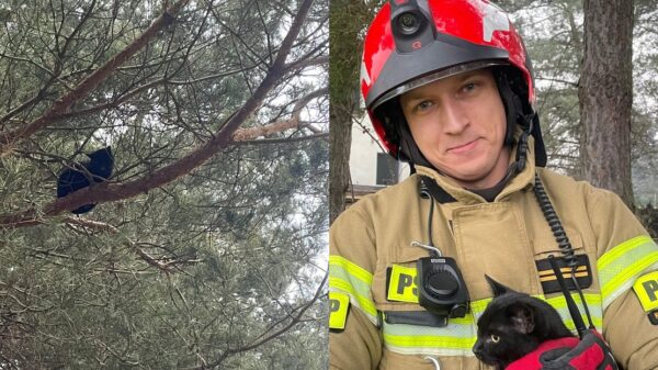 Strażacy z Kędzierzyna Koźla uratowali kota uwięzionego na drzewie. Akcja zakończona sukcesem