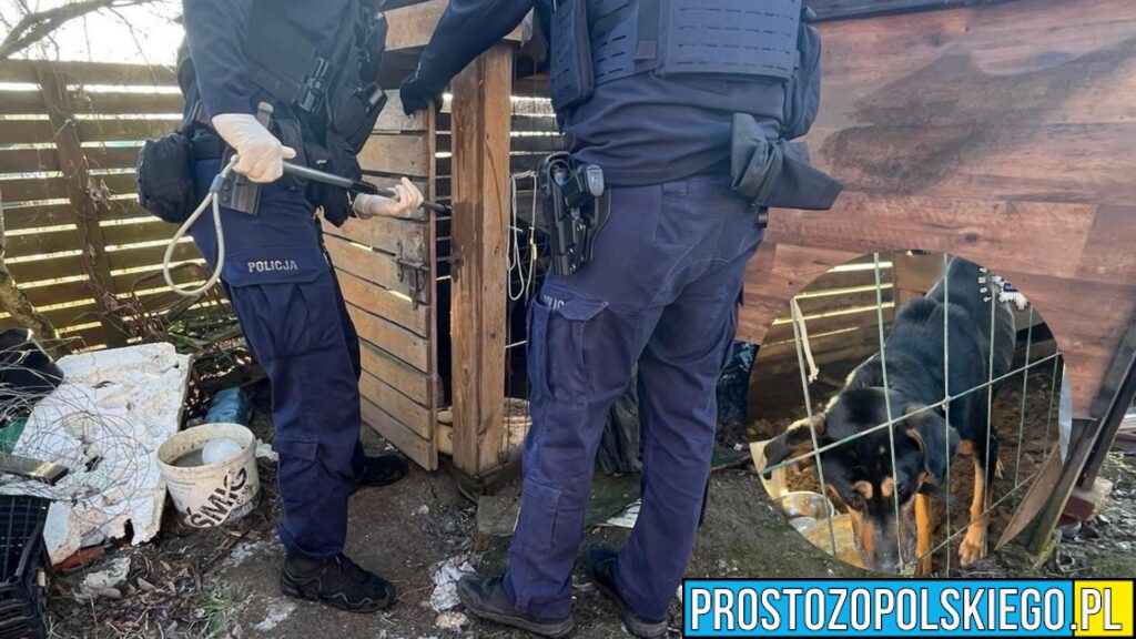 Skrajnie zaniedbany pies uratowany w gminie Namysłów. Interwencja policji i stowarzyszenia „Cztery Łapy”