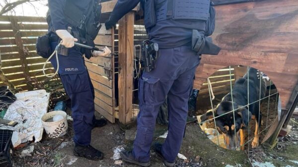 Skrajnie zaniedbany pies uratowany w gminie Namysłów. Interwencja policji i stowarzyszenia „Cztery Łapy”