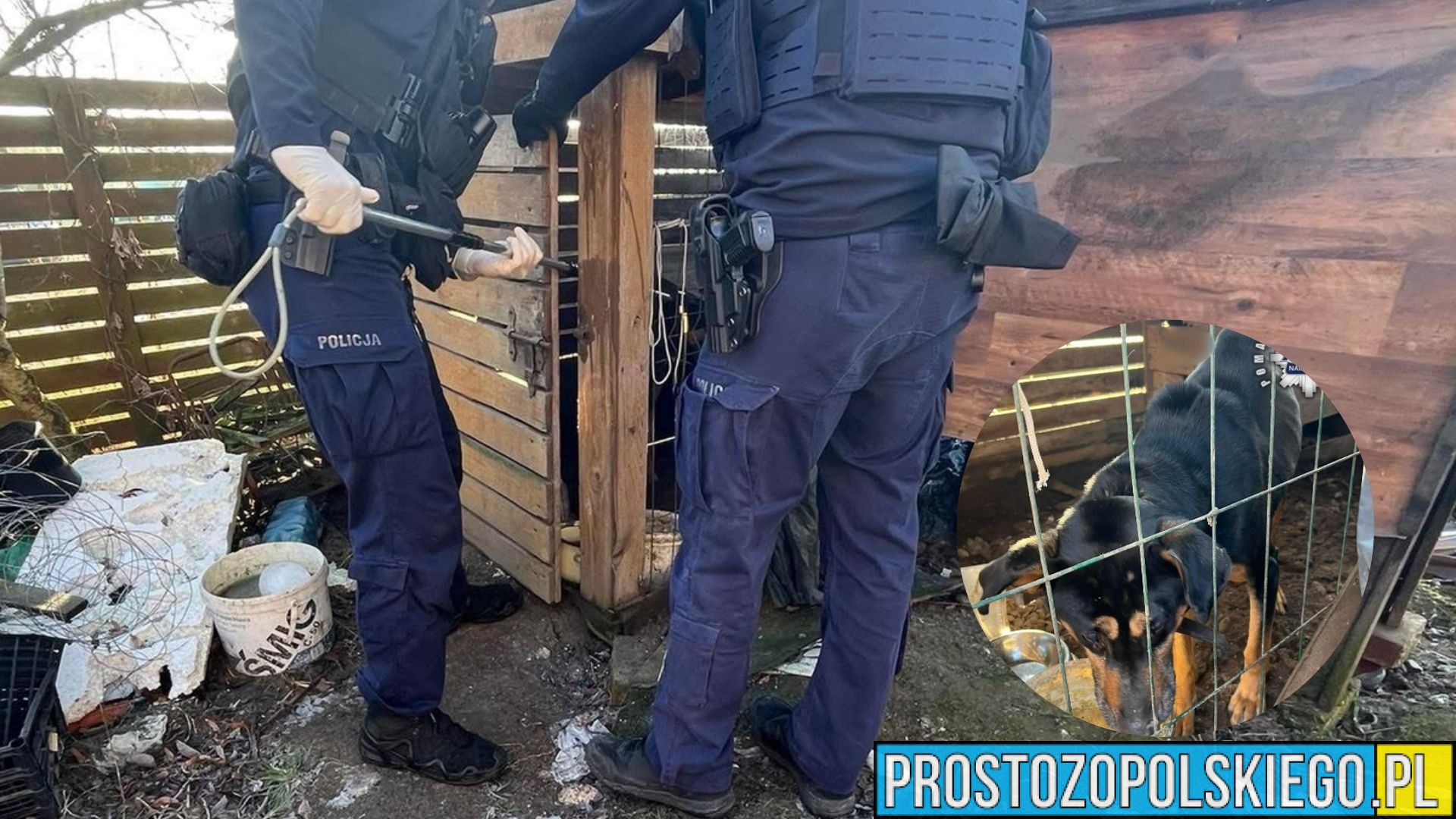 Skrajnie zaniedbany pies uratowany w gminie Namysłów. Interwencja policji i stowarzyszenia „Cztery Łapy”