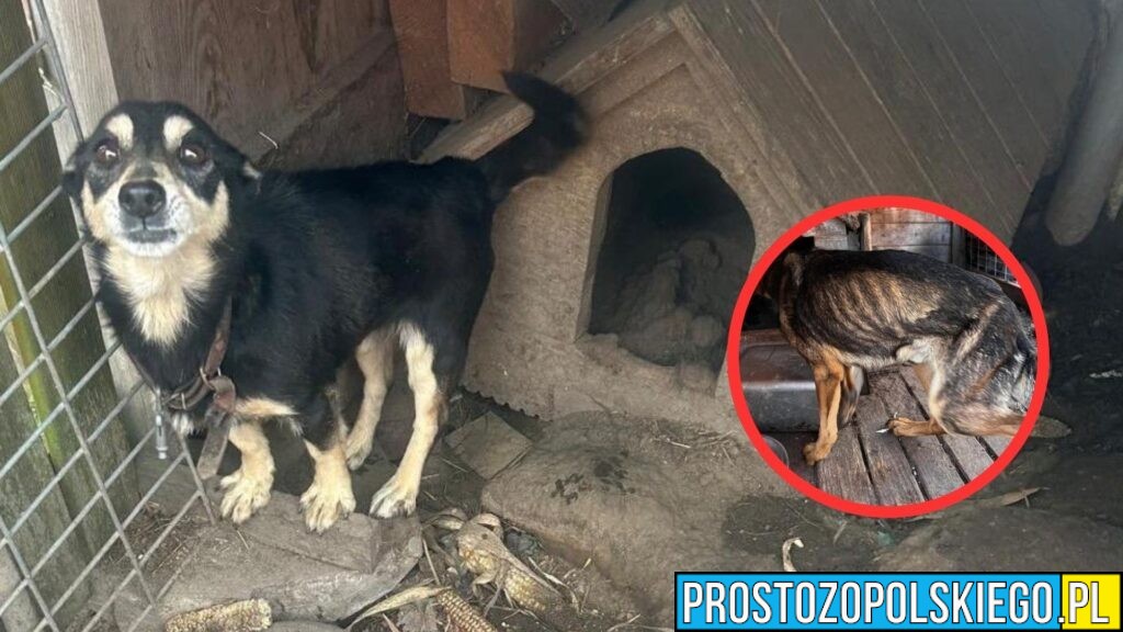 Znęcanie się nad psami w powiecie kluczborskim. Zwierzęta odebrane właścicielce, grozi jej do 3 lat więzienia