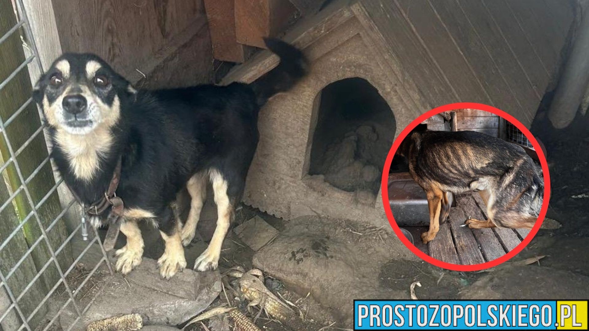 Znęcanie się nad psami w powiecie kluczborskim. Zwierzęta odebrane właścicielce, grozi jej do 3 lat więzienia