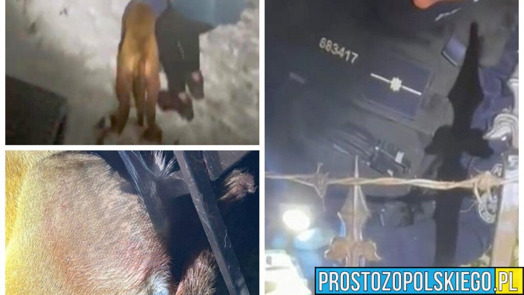 Policjanci z Głubczyc uratowali rannego psa. Zwierzę było zaklinowane w ogrodzeniu
