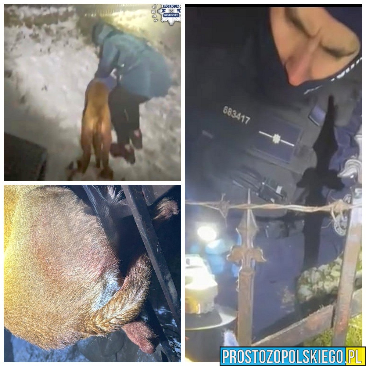 Policjanci z Głubczyc uratowali rannego psa. Zwierzę było zaklinowane w ogrodzeniu