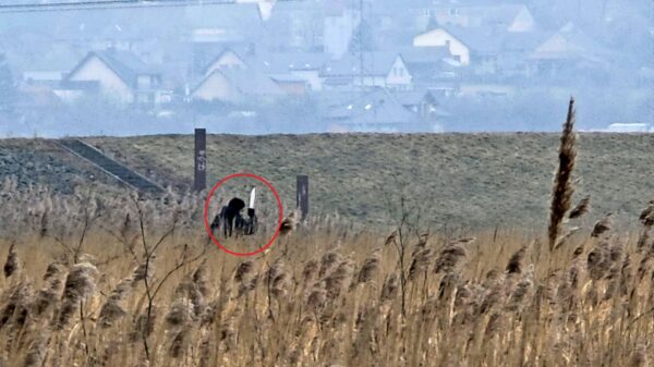 Niepokojące nagranie z Wyspy Bolko w Opolu. Mężczyzna z nożem na wałach – interweniowała policja