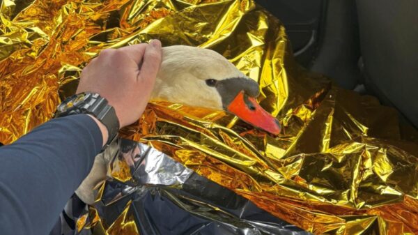 Nietypowa interwencja policji – łabędź zaplątany w siatkę uratowany przez funkcjonariuszy