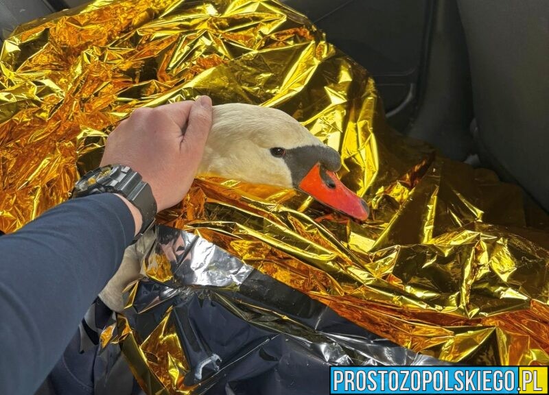 Nietypowa interwencja policji – łabędź zaplątany w siatkę uratowany przez funkcjonariuszy