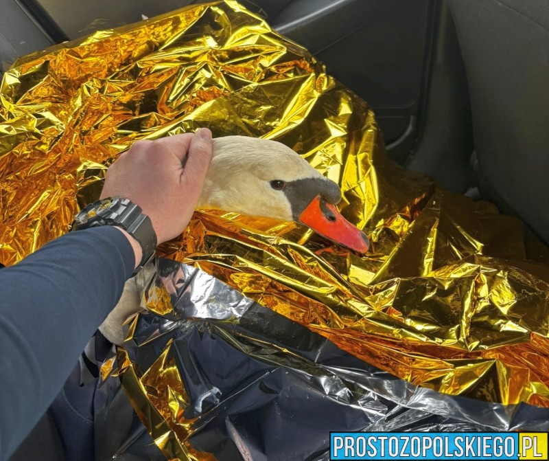 Nietypowa interwencja policji – łabędź zaplątany w siatkę uratowany przez funkcjonariuszy