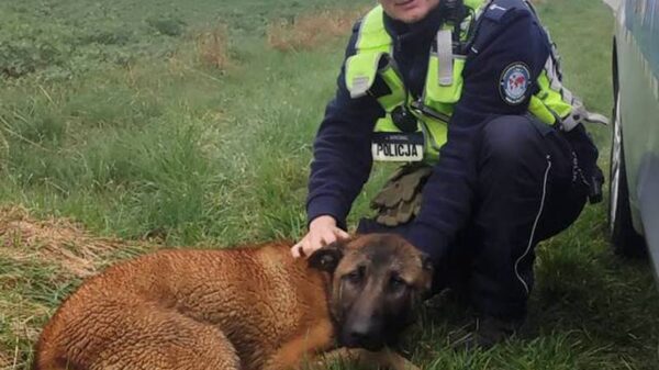 Znaleziono psa w Ligocie Dolnej. Policja szuka właściciela owczarka belgijskiego
