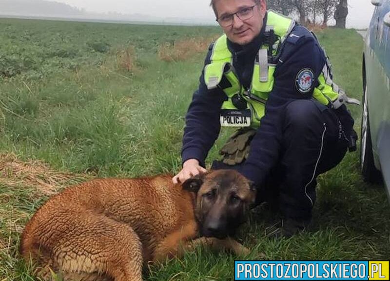 Znaleziono psa w Ligocie Dolnej. Policja szuka właściciela owczarka belgijskiego