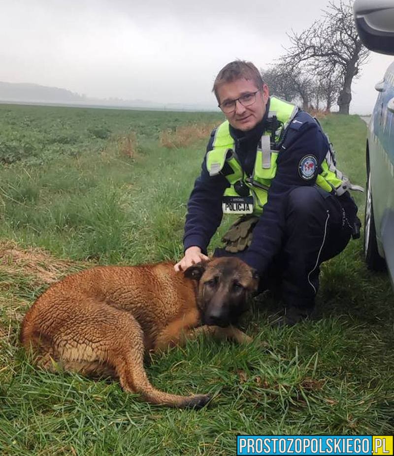 Znaleziono psa w Ligocie Dolnej. Policja szuka właściciela owczarka belgijskiego