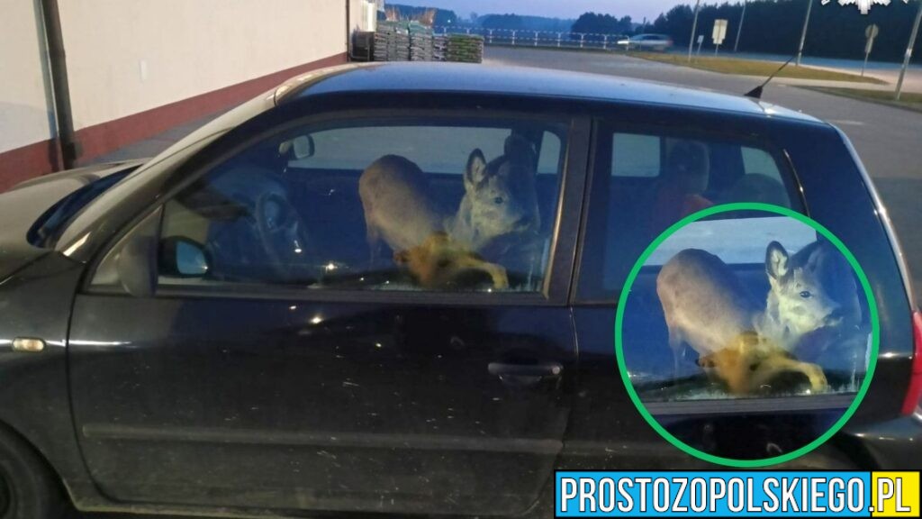 Sarna jako pasażerka w drodze do pracy. Nietypowa interwencja policji pod Górą św. Anny