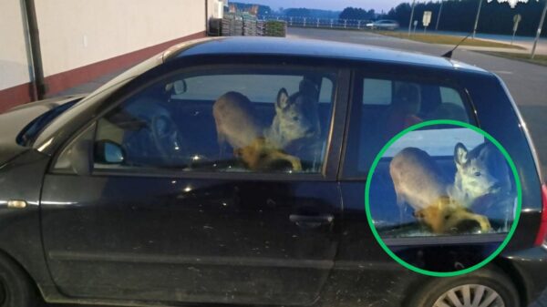 Sarna jako pasażerka w drodze do pracy. Nietypowa interwencja policji pod Górą św. Anny