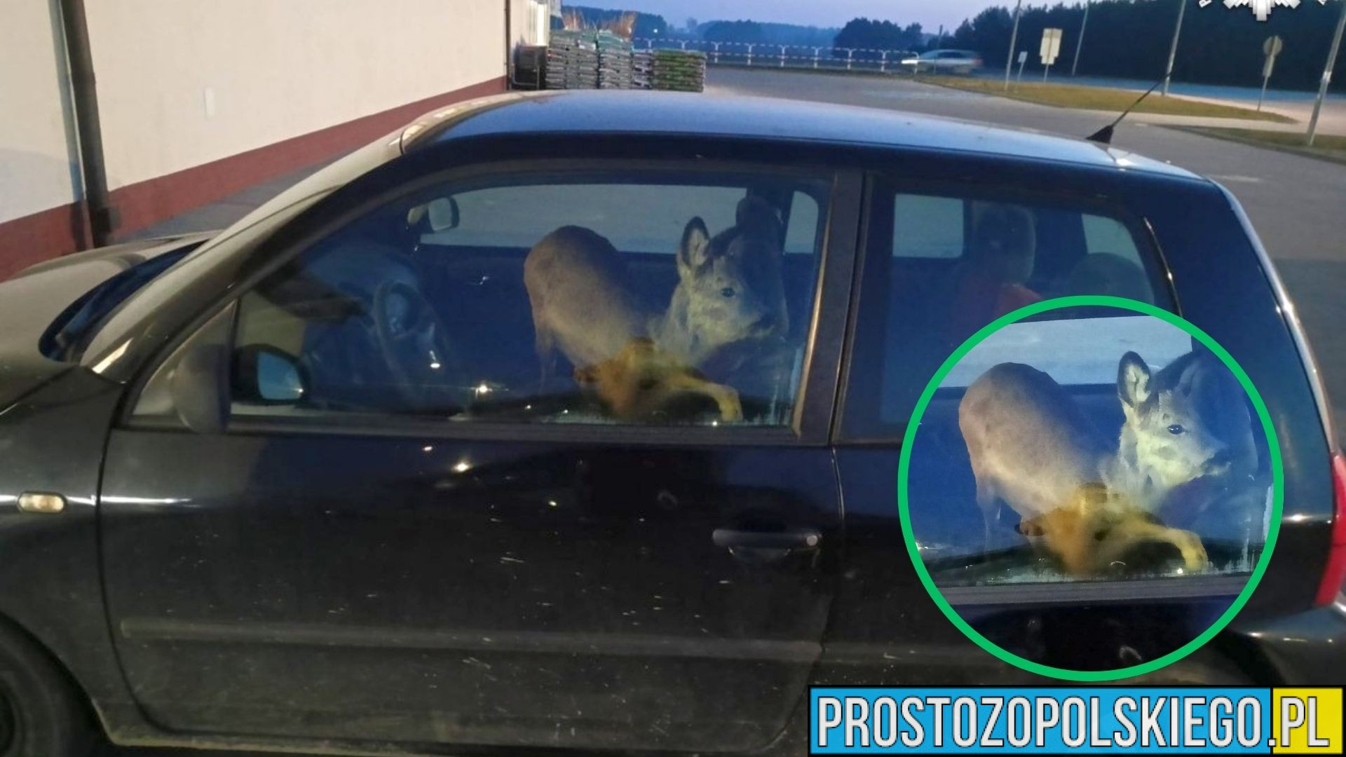 Sarna jako pasażerka w drodze do pracy. Nietypowa interwencja policji pod Górą św. Anny