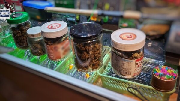 Poszukiwany listem gończym zatrzymany w Ozimku. Policja znalazła narkotyki i uprawę konopi