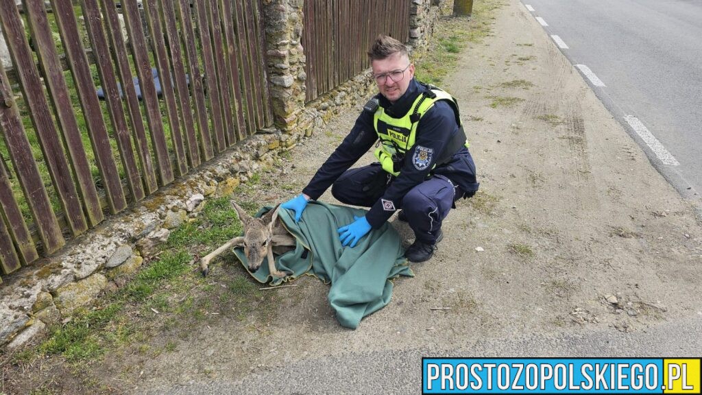 Policjanci z Namysłowa pomogli rannej sarnie. Zwierzę trafiło do specjalistycznego azylu