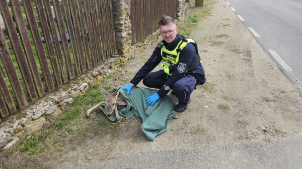 Policjanci z Namysłowa pomogli rannej sarnie. Zwierzę trafiło do specjalistycznego azylu