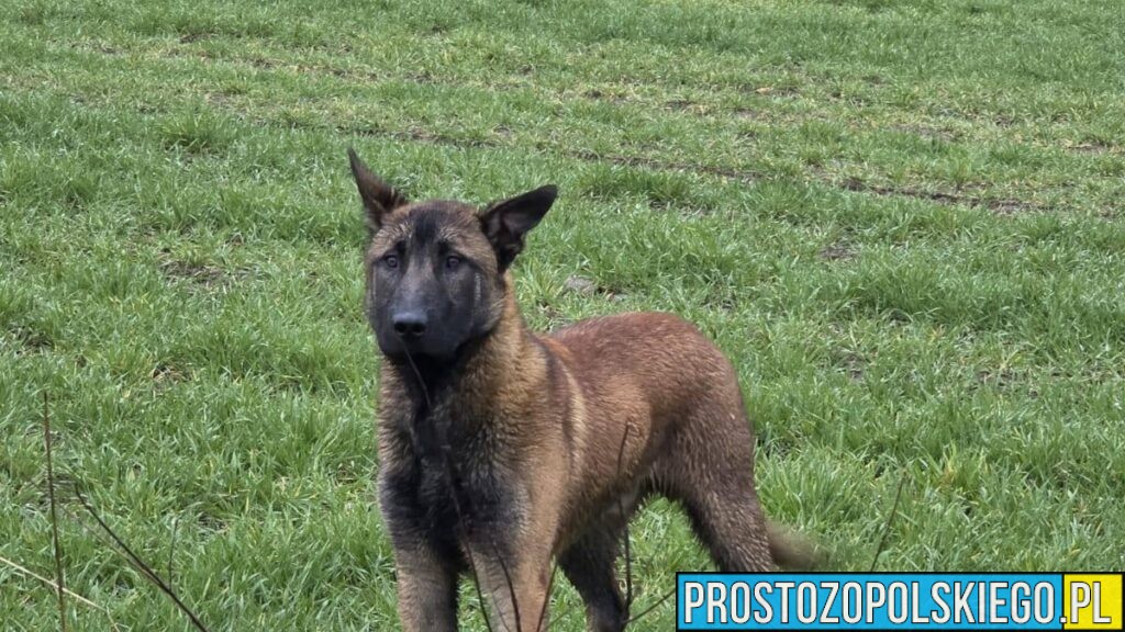 Właściciel psa namierzony – ważna aktualizacja