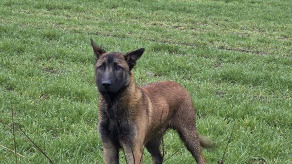 Właściciel psa namierzony – ważna aktualizacja