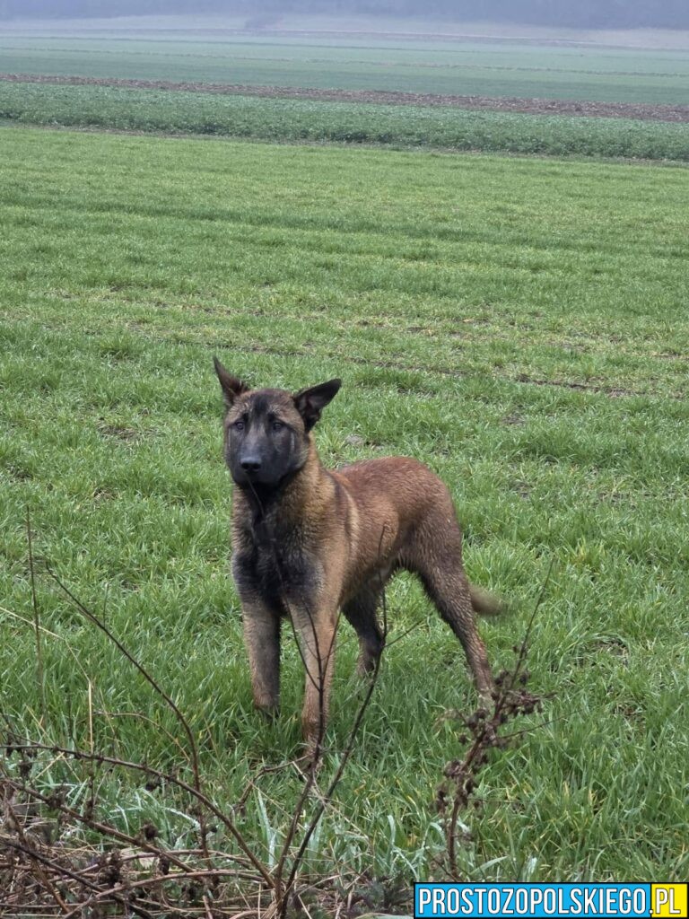 Właściciel psa namierzony – ważna aktualizacja