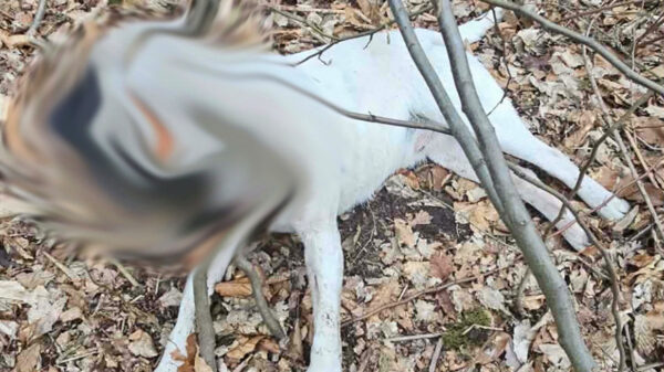 Wstrząsające odkrycie w lesie pod Tarnowcem. Powieszony pies, właściciel zatrzymany