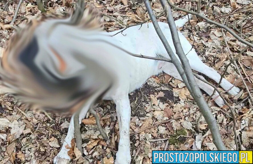 Wstrząsające odkrycie w lesie pod Tarnowcem. Powieszony pies, właściciel zatrzymany