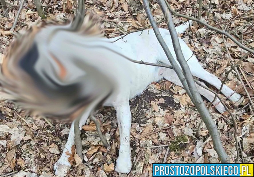 Wstrząsające odkrycie w lesie pod Tarnowcem. Powieszony pies, właściciel zatrzymany