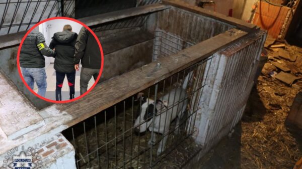 Brzeg: 10 psów w fatalnych warunkach, narkotyki i nielegalna broń. 37-latek zatrzymany